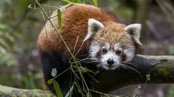 Parc Zoologique et Botanique de Mulhouse - Panda Roux Parc Zoologique et Botanique de Mulhouse - Ours Blancs Parc Zoologique et Botanique de Mulhouse - Lions Parc Zoologique et Botanique de Mulhouse - Ours Blancs Parc Zoologique et Botanique de Mulhouse - Ours Blancs © Guilhem de Lépinay