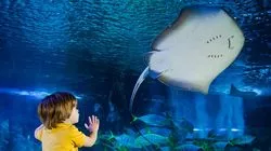Aquarium Sea Life à Londres - Bassin aux Raies